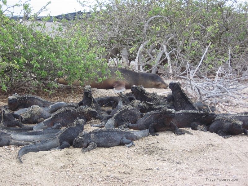 marine iguanas iguana sea lion pinniped pinnipeds kiss kissing